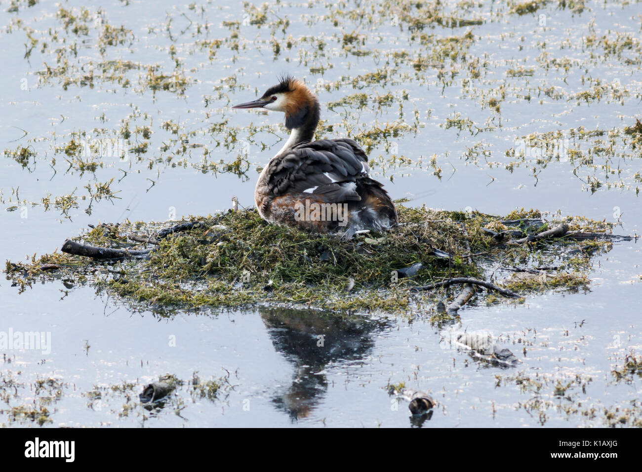 Podiceps cristatus - comunemente Svasso maggiore - con uova e pulcini su un nido galleggiante al sicuro dai predatori Foto Stock