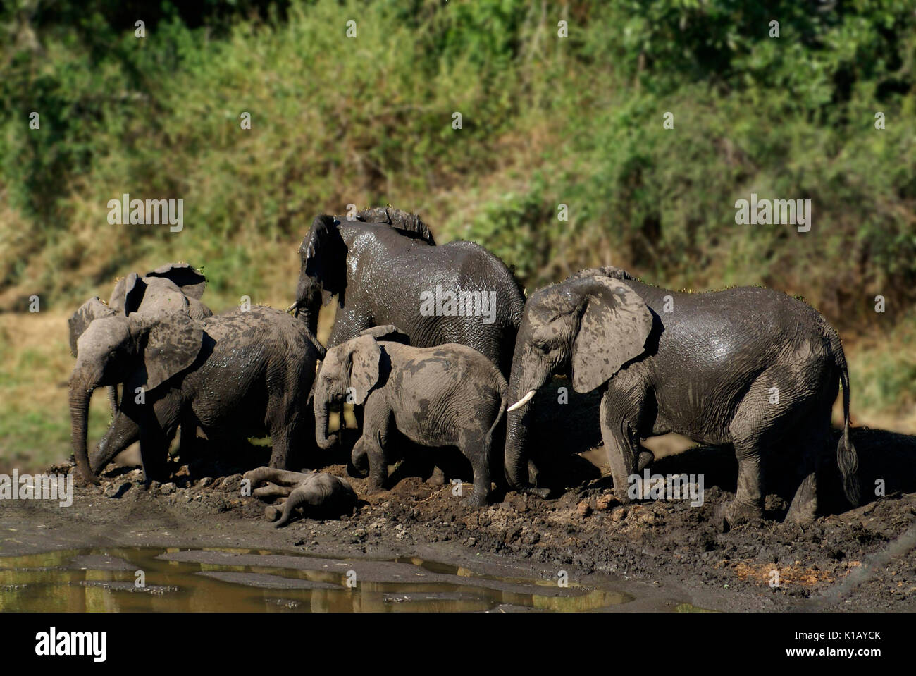 Ora del bagno. Una famiglia di elefanti in una pozza di fango poco profonda in una giornata calda, il Kruger National Park, Sudafrica. Un'attività comune, quotidiana, di gruppo misto. Foto Stock