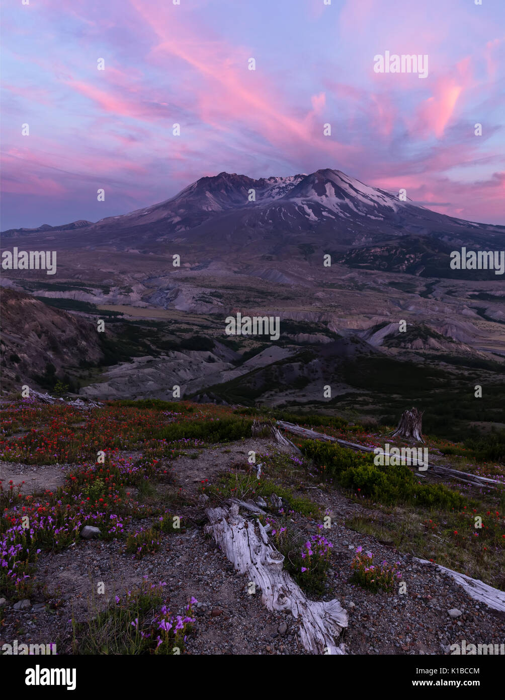 Ritratto di Mount Saint Helens con fiori di campo Foto Stock