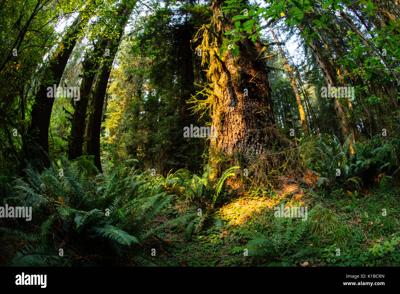 Una bella foresta di alberi di sequoia cresce nel Parco Nazionale di Redwood in California. Questo scenic area è la patria di alcuni dei più alti alberi sulla terra. Foto Stock