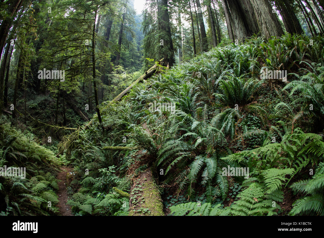 Una bella foresta di alberi di sequoia cresce nel Parco Nazionale di Redwood in California. Questo scenic area è la patria di alcuni dei più alti alberi sulla terra. Foto Stock