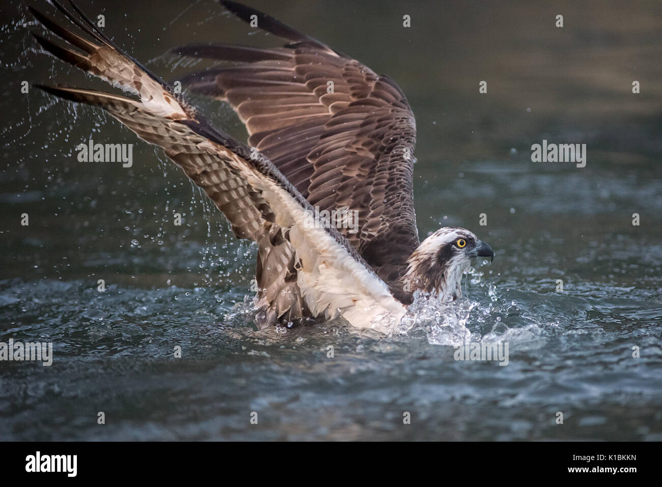 Chiudere fotografia di una pesca osprey tuffi in acqua e per metà immerso Foto Stock