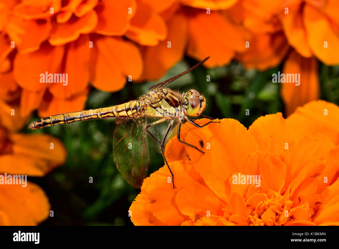 Giallo-winged darter Foto Stock