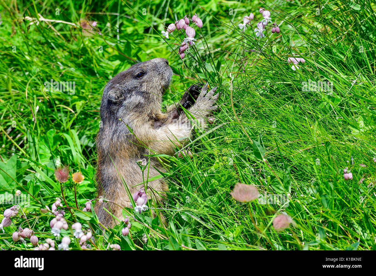 La marmotta alpina di mangiare i fiori Foto Stock