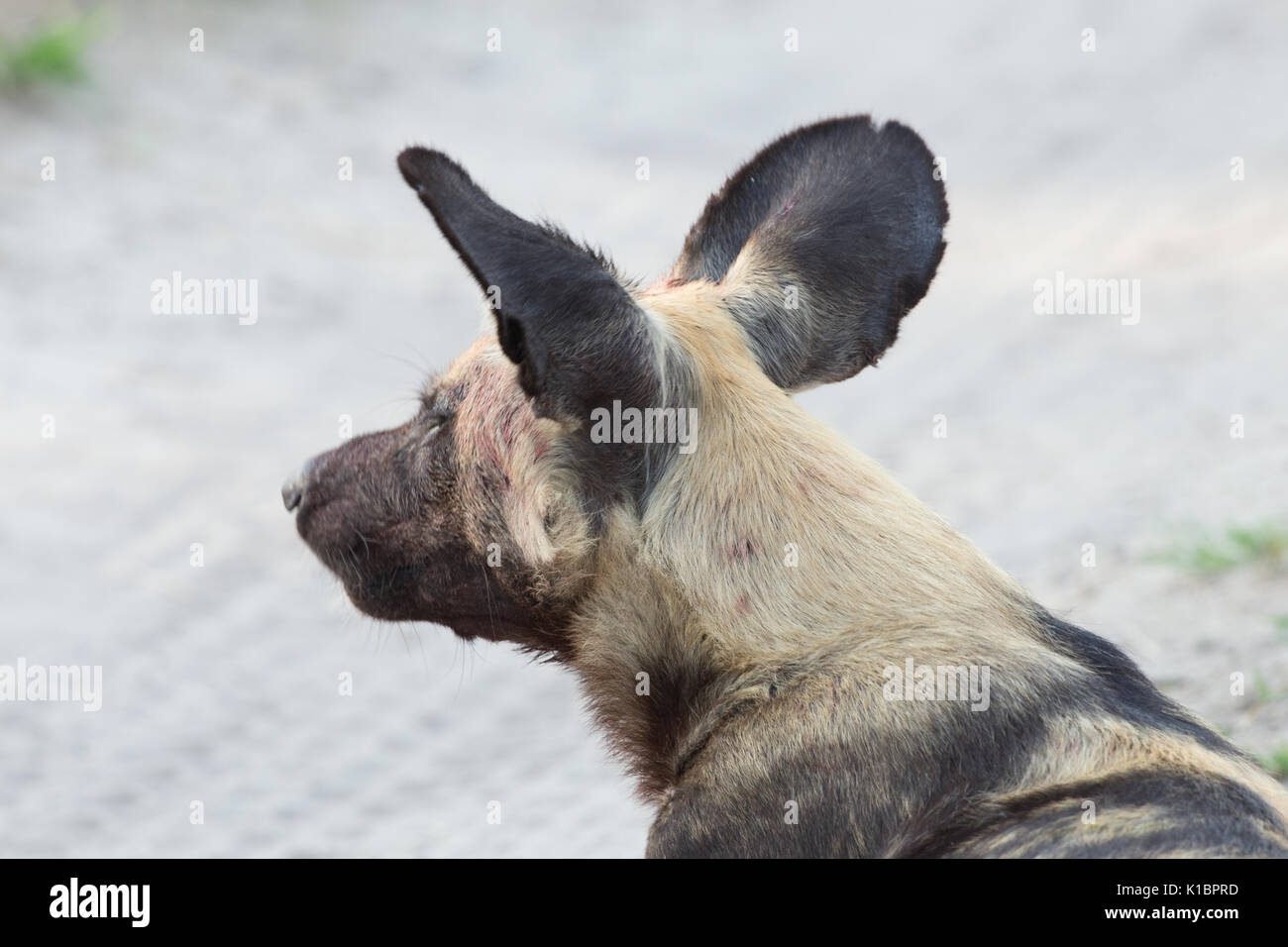 African Wild Dog (Lycaon pictus) Foto Stock