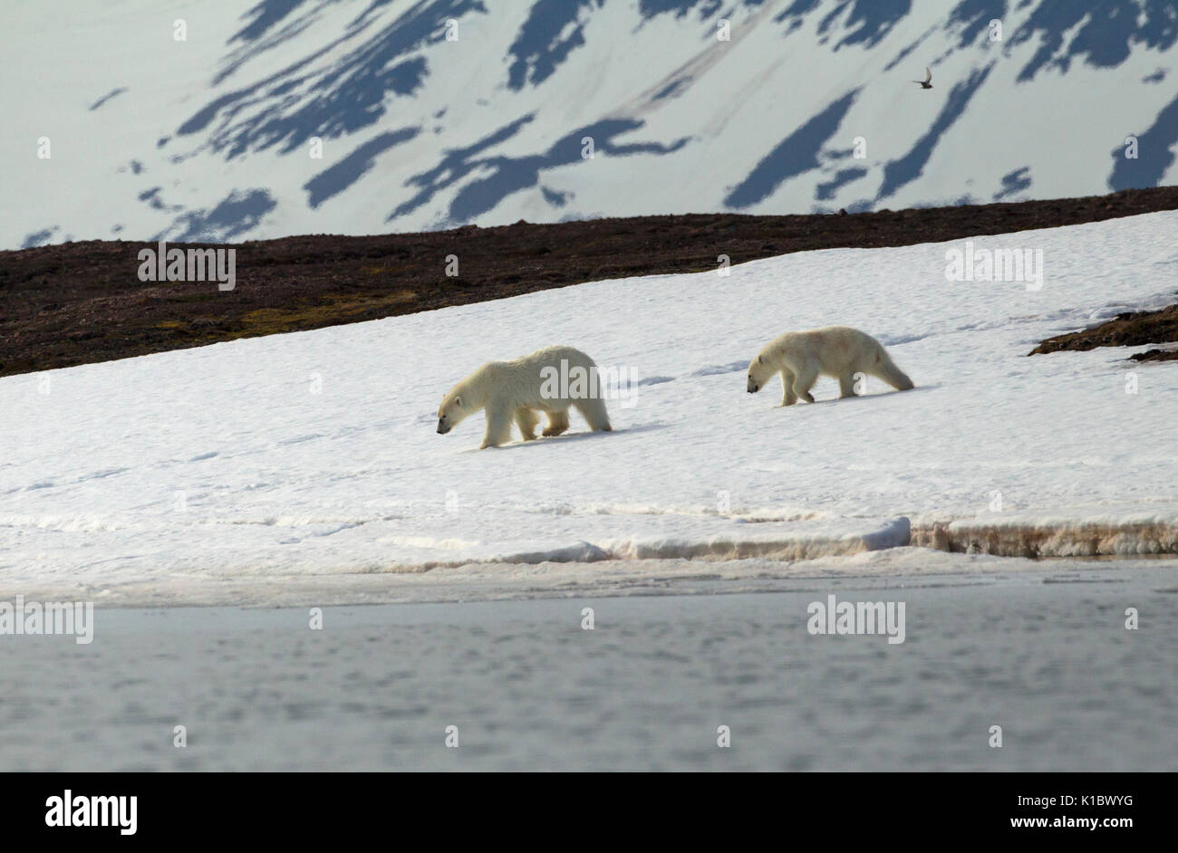 Gli orsi polari, Ursus maritimus, affamati femmina adulta e cub alla ricerca di cibo vicino al litorale. Presa in giugno, Spitsbergen, Svalbard, Norvegia Foto Stock