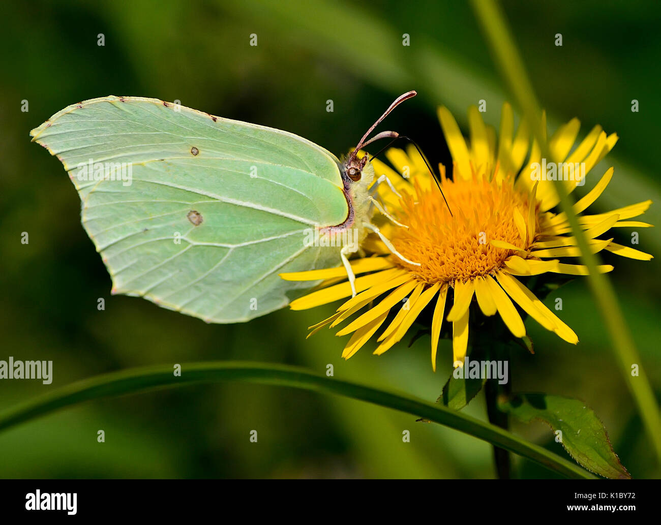 Giallo farfalla (Gonepteryx rhamni) sul fiore close up Foto Stock