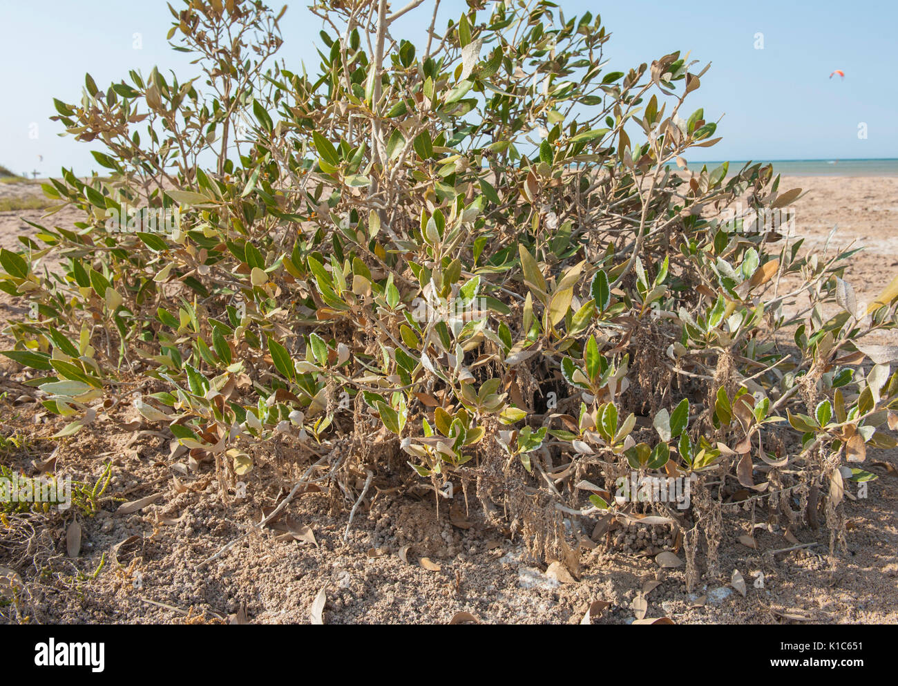 Primo piano di piante di mangrovia con radici bloccata dalla sabbia sulla litoranea tropicale beach Foto Stock