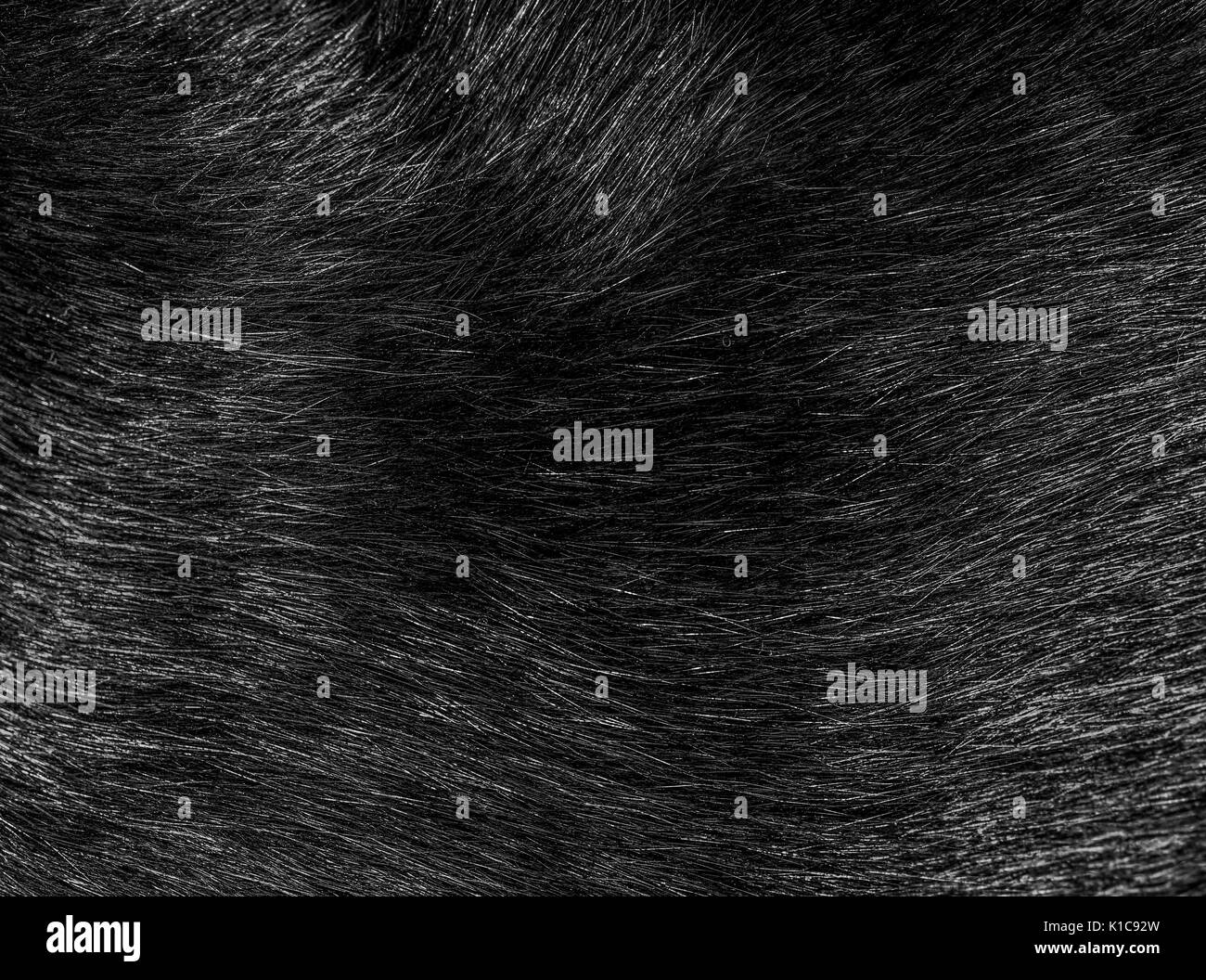 Black Cat Fur peli closeup, texture e pattern Foto Stock