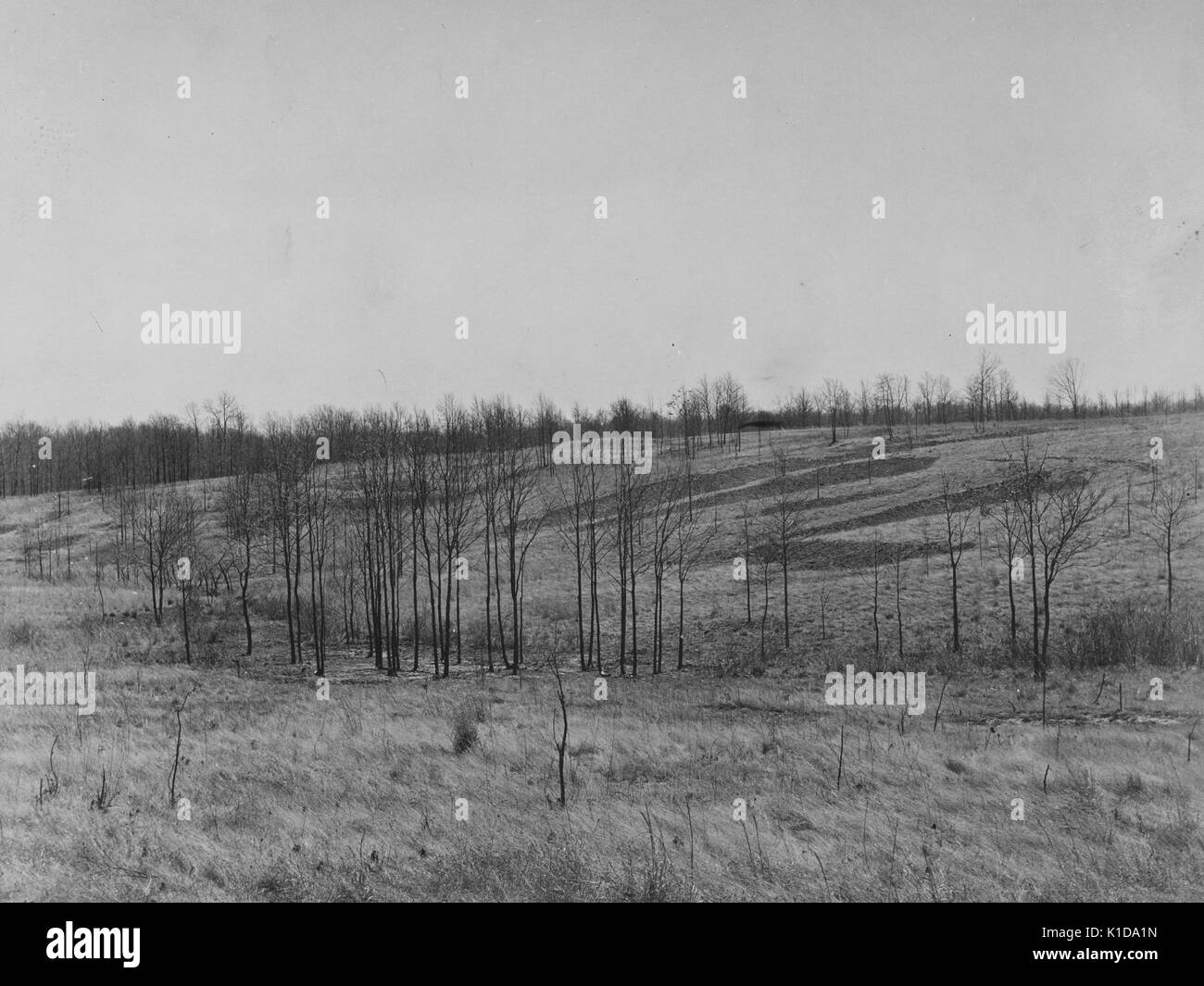 Un paesaggio fotografia di un burrone popolata da piccoli alberi come un comando di runoff misurare, coalins la foresta e la prenotazione di gioco tra il Tennesse e cumberland fiumi, Kentucky, 1936. dalla biblioteca pubblica di new york. Foto Stock
