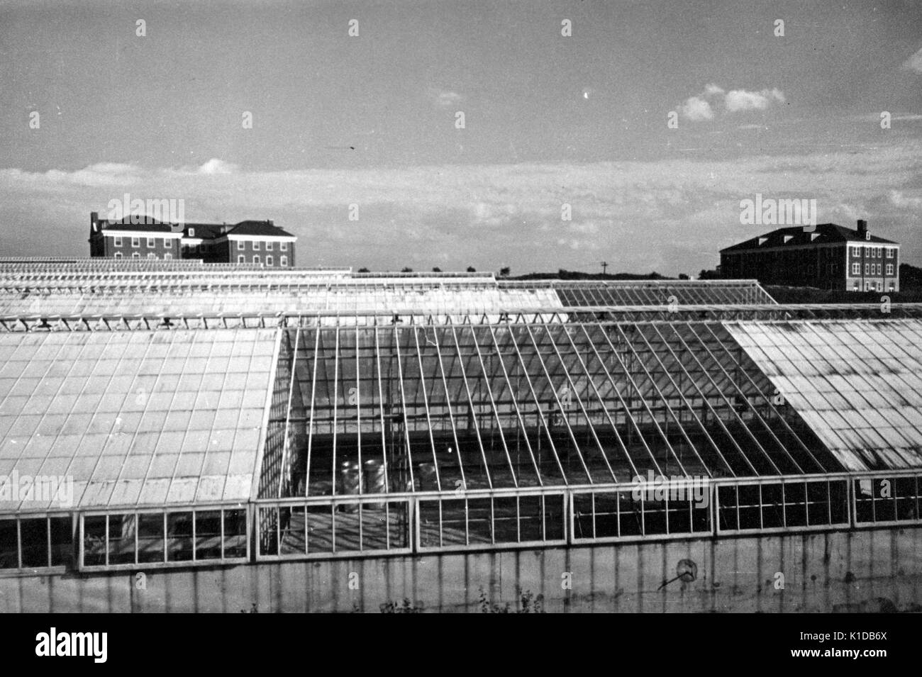 Vista di una delle serre presso la fattoria sperimentale del Dipartimento di Agricoltura, a Beltsville, Maryland, 1935. Dalla Biblioteca pubblica di New York. Foto Stock