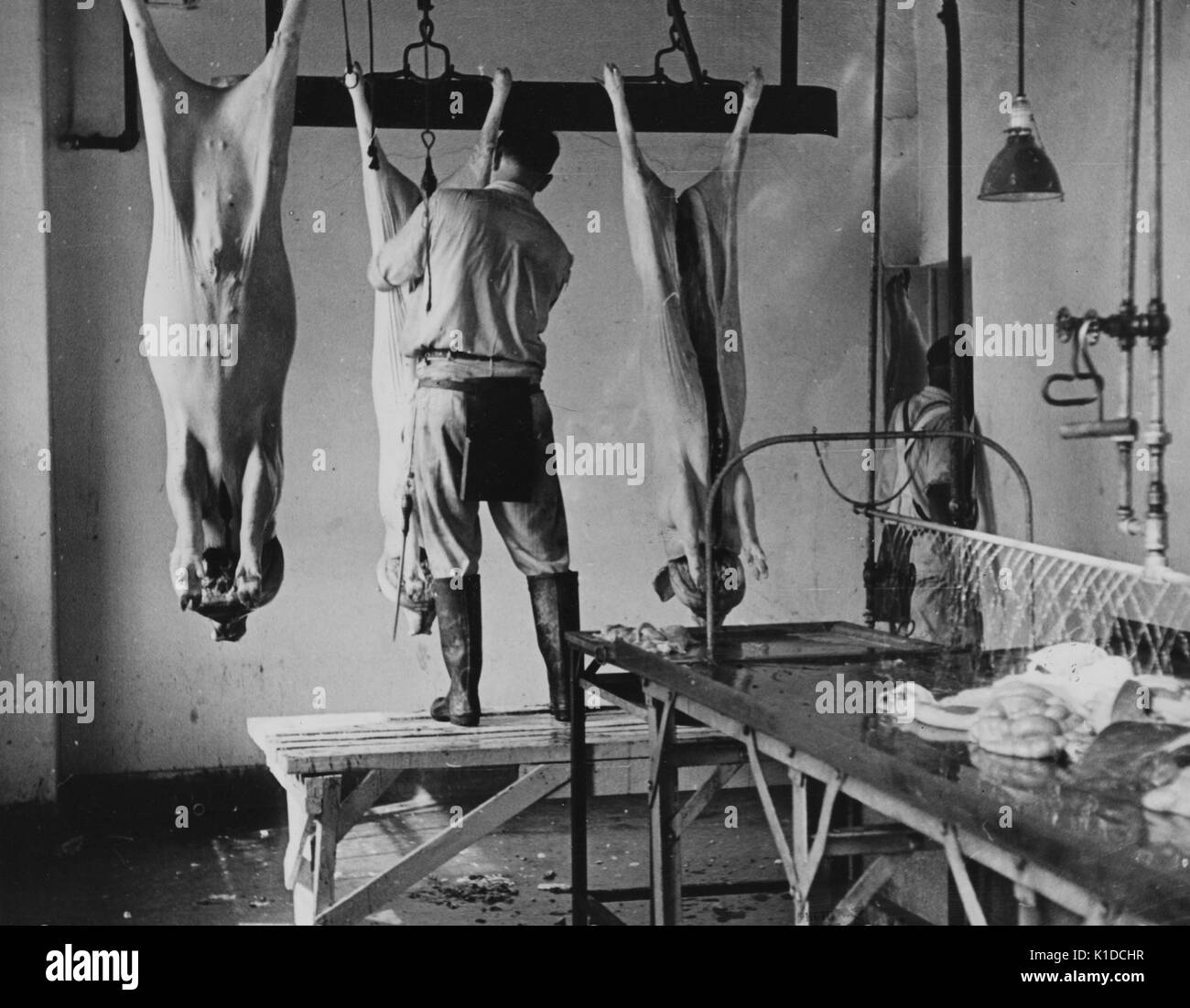 Lavoro in casa di macellazione nella sezione carne presso la fattoria sperimentale del Dipartimento di Agricoltura degli Stati Uniti, Beltsville, Maryland, 1935. Dalla Biblioteca pubblica di New York. Foto Stock