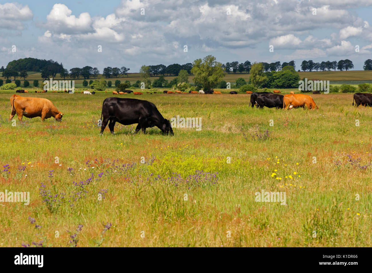 Vacche su un pascolo vicino Gager, Rügen, Mar Baltico, Meclenburgo-Pomerania Occidentale, Germania Foto Stock