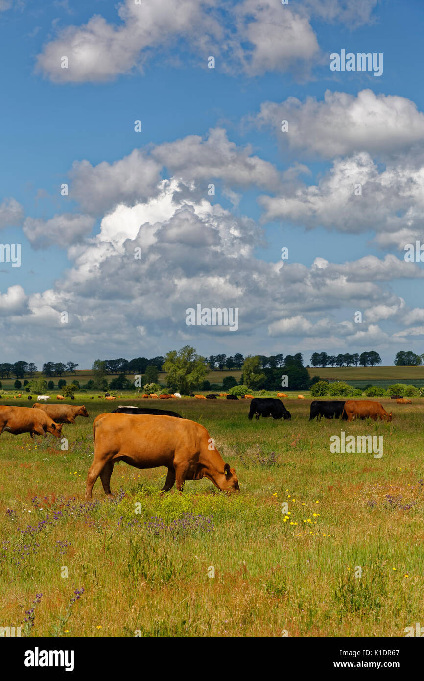 Vacche su un pascolo vicino Gager, Rügen, Mar Baltico, Meclenburgo-Pomerania Occidentale, Germania Foto Stock
