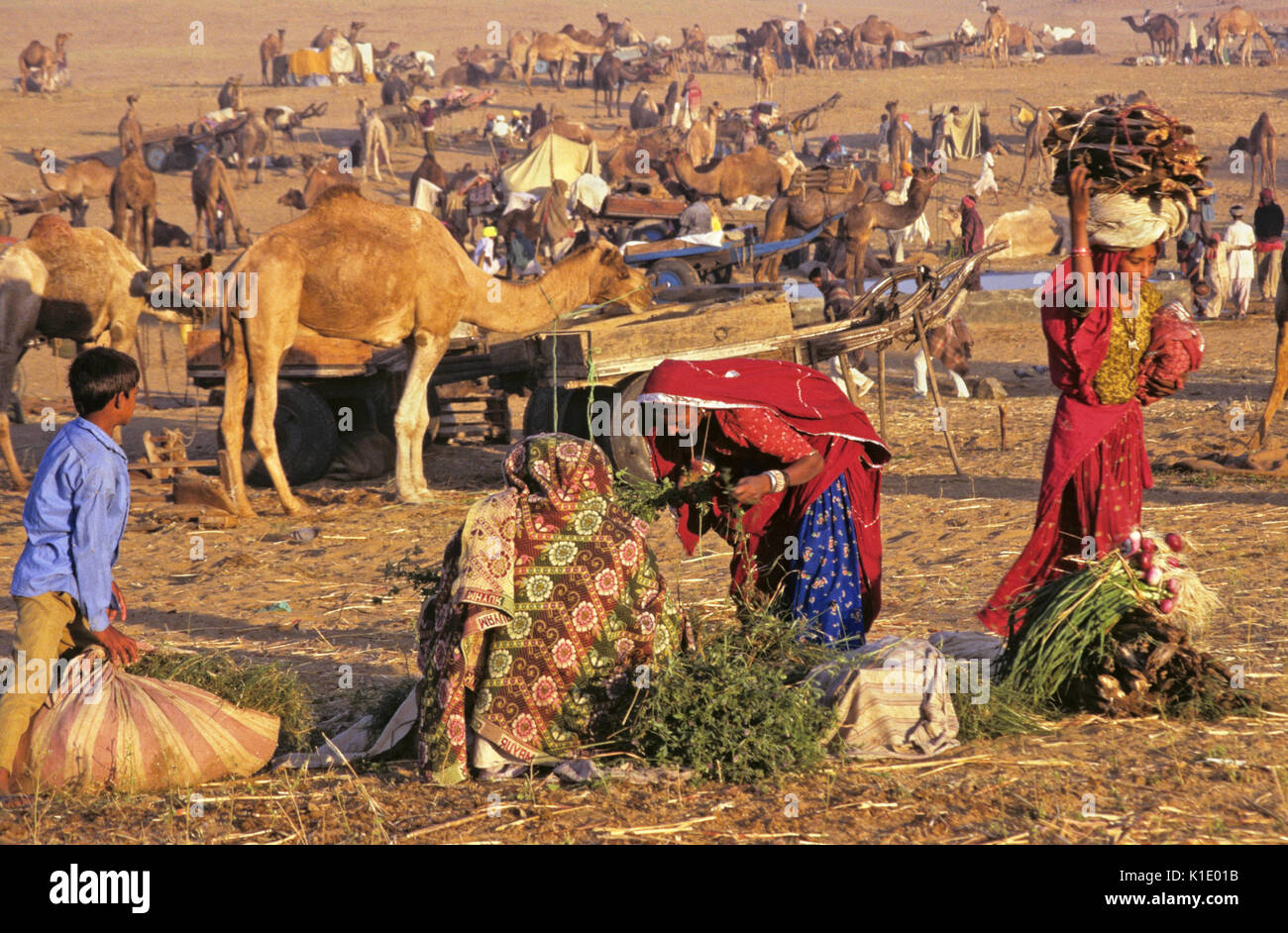 Attività mattutina a Pushkar Camel & Fiera del Bestiame, Rajasthan, India Foto Stock