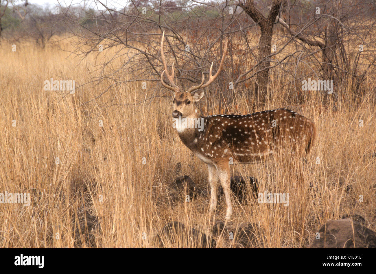 Chital maschio (macchiati o asse cervi), il Parco nazionale di Ranthambore, Rajasthan, India Foto Stock