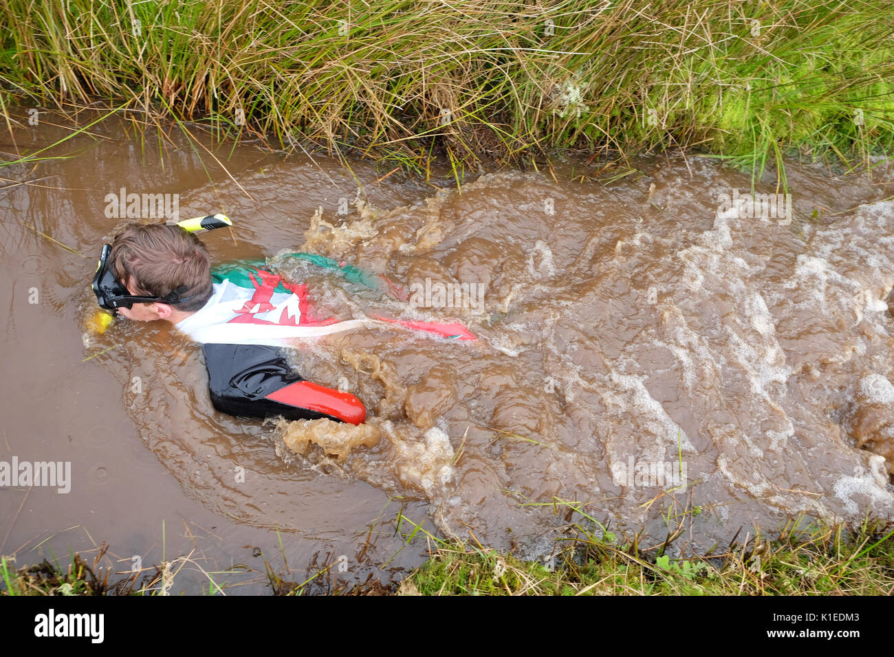 Bog snorkeling nel Campionato del Mondo, Llanwrtyd Wells, Powys, Wales, Regno Unito - Agosto 2017 - un concorrente che indossa una bandiera gallese boccagli attraverso la palude fangosa - concorrenti snorkel in alto e indietro lungo una 60-cantiere scavo attraverso una torbiera nel minor tempo possibile, l'evento annuale che si tiene presso il Waen Rhydd torbiera in hotel a Llanwrtyd Wells. Credito: Steven Maggio/Alamy Live News Foto Stock