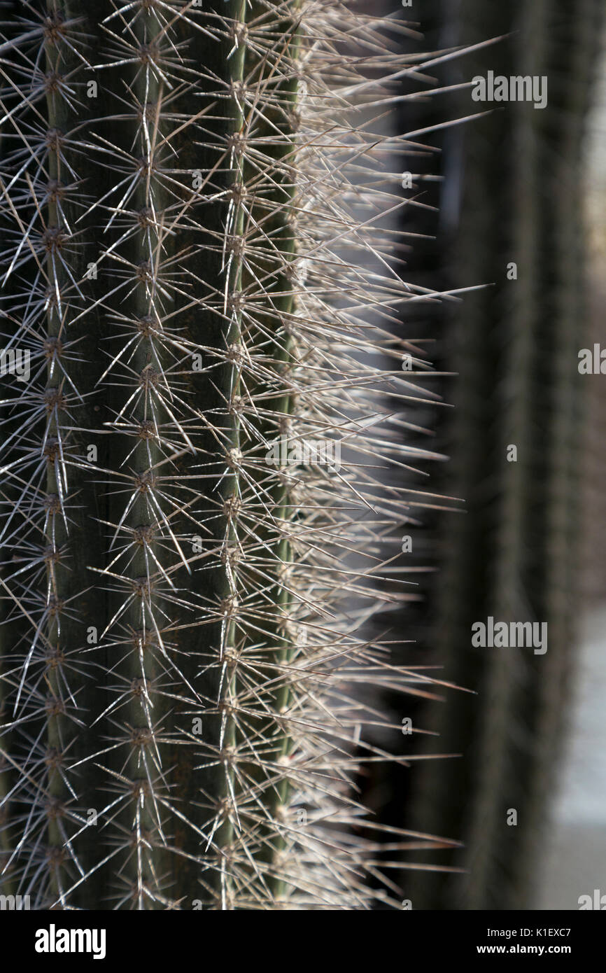 Kralendijk, Bonaire, Antille sottovento. Spine di cactus. Foto Stock