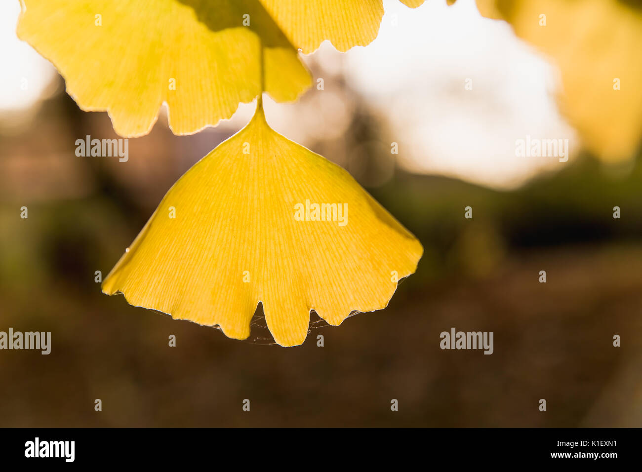 Colore giallo singolo ginkgo leaf si staglia contro il marrone autunno sfondo Foto Stock