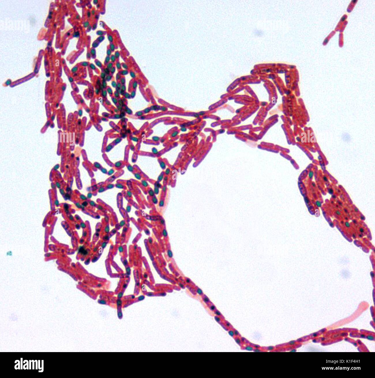 Bacillus sp. Malachite Verde macchia di spore, ad un ingrandimento 1000x. Immagine cortesia CDC/cortesia di Larry Stauffer, Oregon State Public Health Laboratory, 2002. Foto Stock