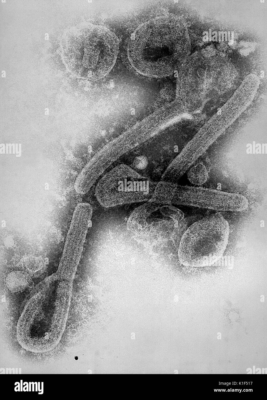 Microscopio elettronico a trasmissione (TEM) del virus di Marburg. Virus di Marburg, riconosciuto per la prima volta nel 1967, provoca un grave tipo di febbre emorragica, che colpisce gli esseri umani, come pure i primati non umani. Immagine cortesia CDC/Dott. Fred Murphy, J. Nakano, 1975. Foto Stock