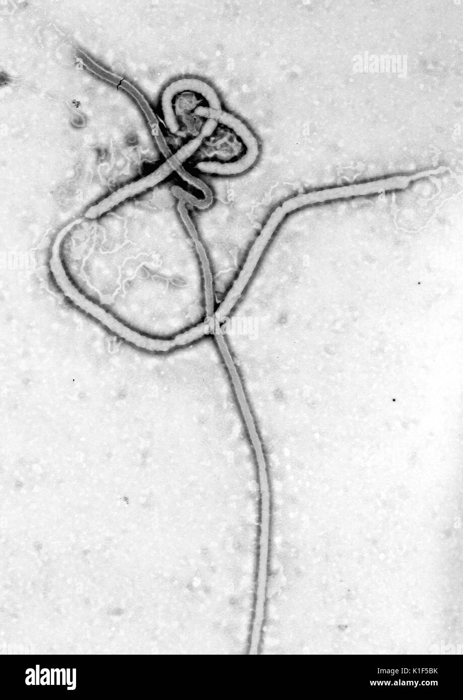 Creato da CDC microbiologo Frederick A. Murphy, questo microscopio elettronico a trasmissione (TEM) ha rivelato alcuni della morfologia ultrastrutturale visualizzate da un virus Ebola virione. Il virus Ebola è un grave e spesso irreversibile della malattia negli esseri umani e primati non umani (scimmie, gorilla e scimpanzé) che è apparso sporadicamente sin dalla sua iniziale rilevazione in 1976. Immagine cortesia CDC/Dott. Frederick A. Murphy, 1976. Foto Stock