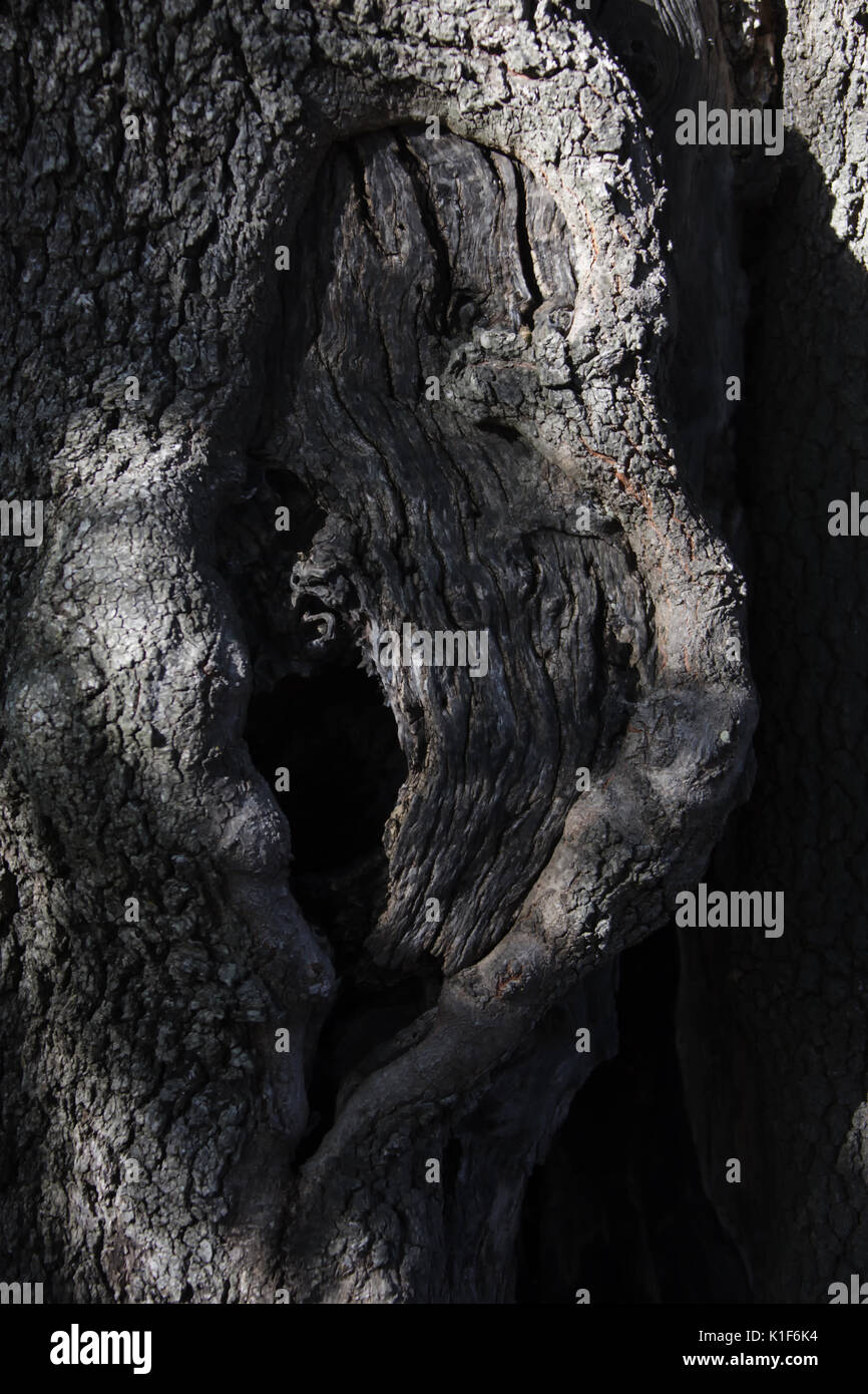 Dettaglio astratto di corteccia di albero. Tasto basso naturale texture di sfondo immagine. Foto Stock