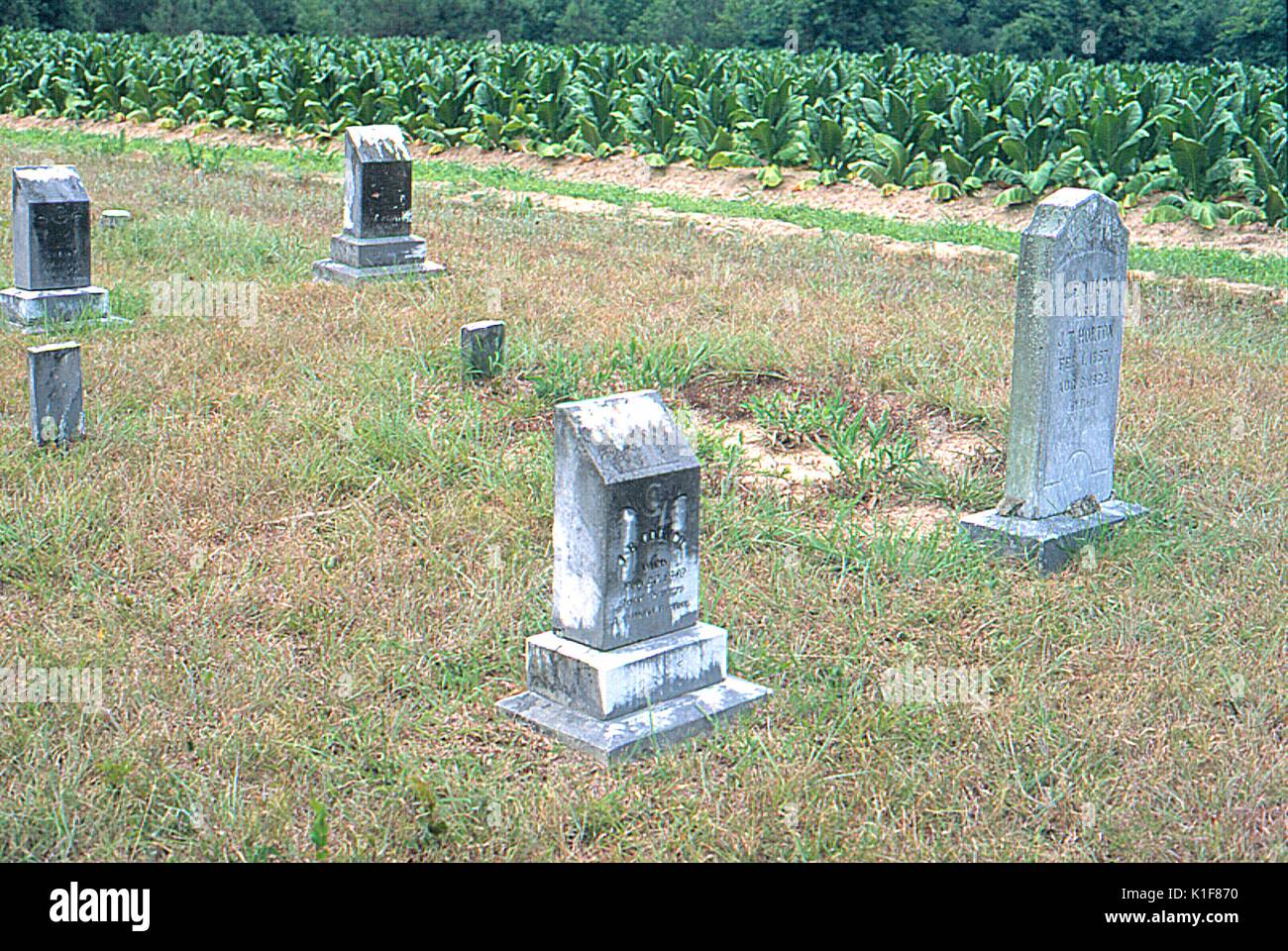 Campo di tabacco con tombe, un campo di tabacco nelle zone rurali del Nord Carolina adiacente ad un piccolo cimitero. Immagine cortesia CDC/James Gathany, 1997. Foto Stock