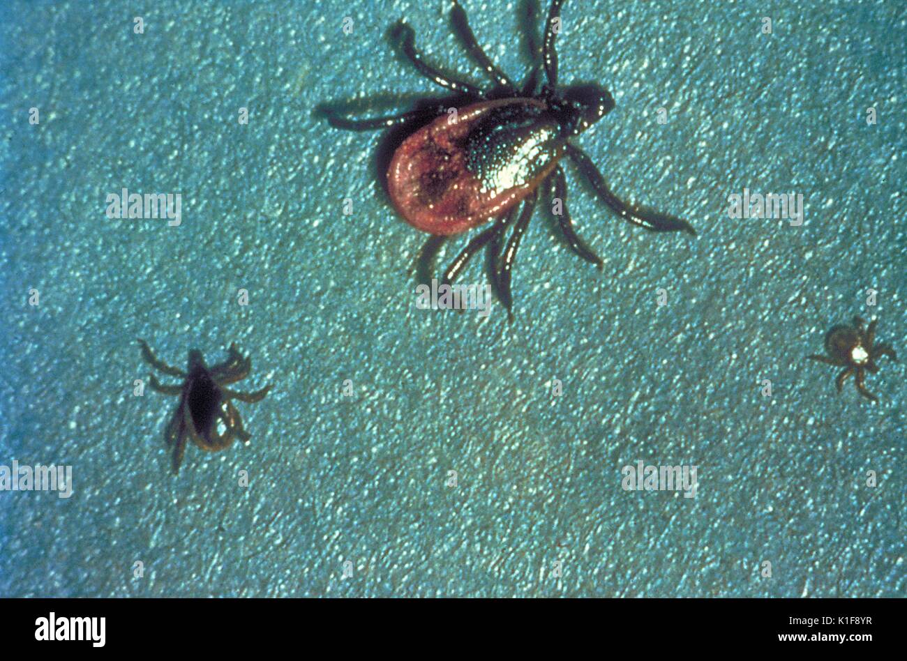 Questi 'black-gambe tick', Ixodes scapularis, denominato anche I. dammini, si trovano su una vasta gamma di host tra mammiferi, uccelli e rettili. Nero-zampe zecche, I. scapularis sono noti per trasmettere la malattia di Lyme, Borrelia burgdorferi, per gli esseri umani e gli animali durante l'alimentazione, quando si inseriscono le loro parti di bocca nella pelle di un host, e lentamente prendere in nutriente-ricco sangue host. Immagine cortesia CDC/Michael L. Levin, Ph. D. 1990. Foto Stock