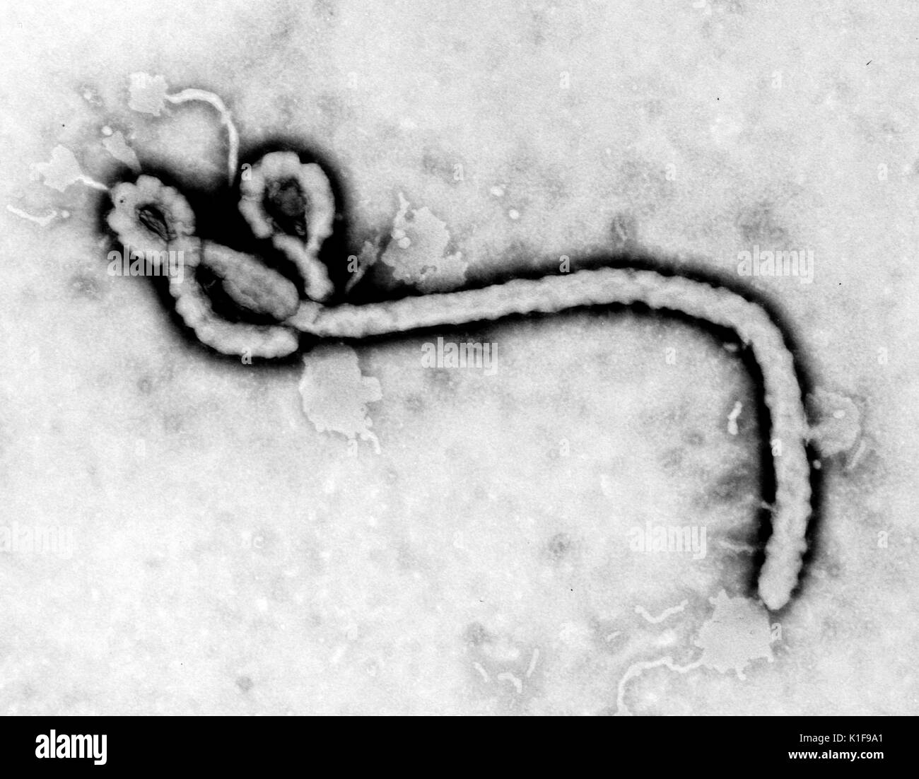 Creato da CDC microbiologo Federico un Murphy, questo microscopio elettronico a trasmissione (TEM) ha rivelato alcuni della morfologia ultrastrutturale visualizzate da un virus Ebola virione vedere PHIL 10815 per una versione colorato di questa immagine, il virus di Ebola è un grave e spesso irreversibile della malattia negli esseri umani e primati non umani (scimmie, gorilla e scimpanzé) che è apparso sporadicamente sin dalla sua iniziale rilevazione in 1976 Immagine cortesia CDC/Frederick un Murphy, 1976. Foto Stock