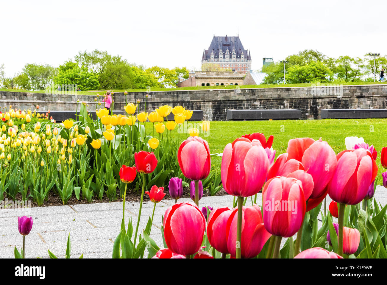 La città di Quebec, Canada - 29 Maggio 2017: verde erba dei campi con colorati fiori di tulipani nel parco con fortificazioni muro di pietra e paesaggio urbano o skyline vie Foto Stock