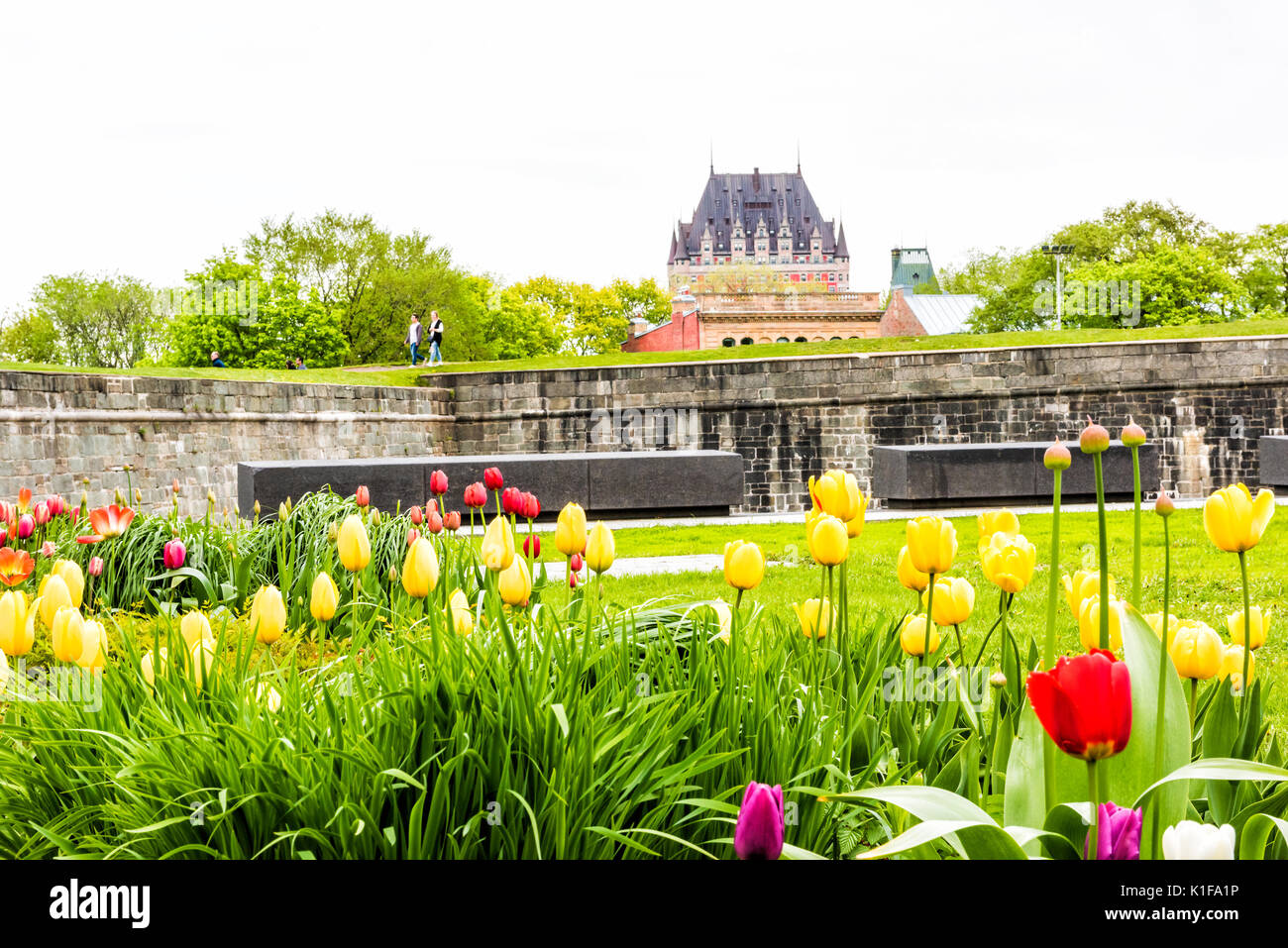 La città di Quebec, Canada - 29 Maggio 2017: verde erba dei campi con colorati fiori di tulipani nel parco con fortificazioni muro di pietra e paesaggio urbano o skyline vie Foto Stock