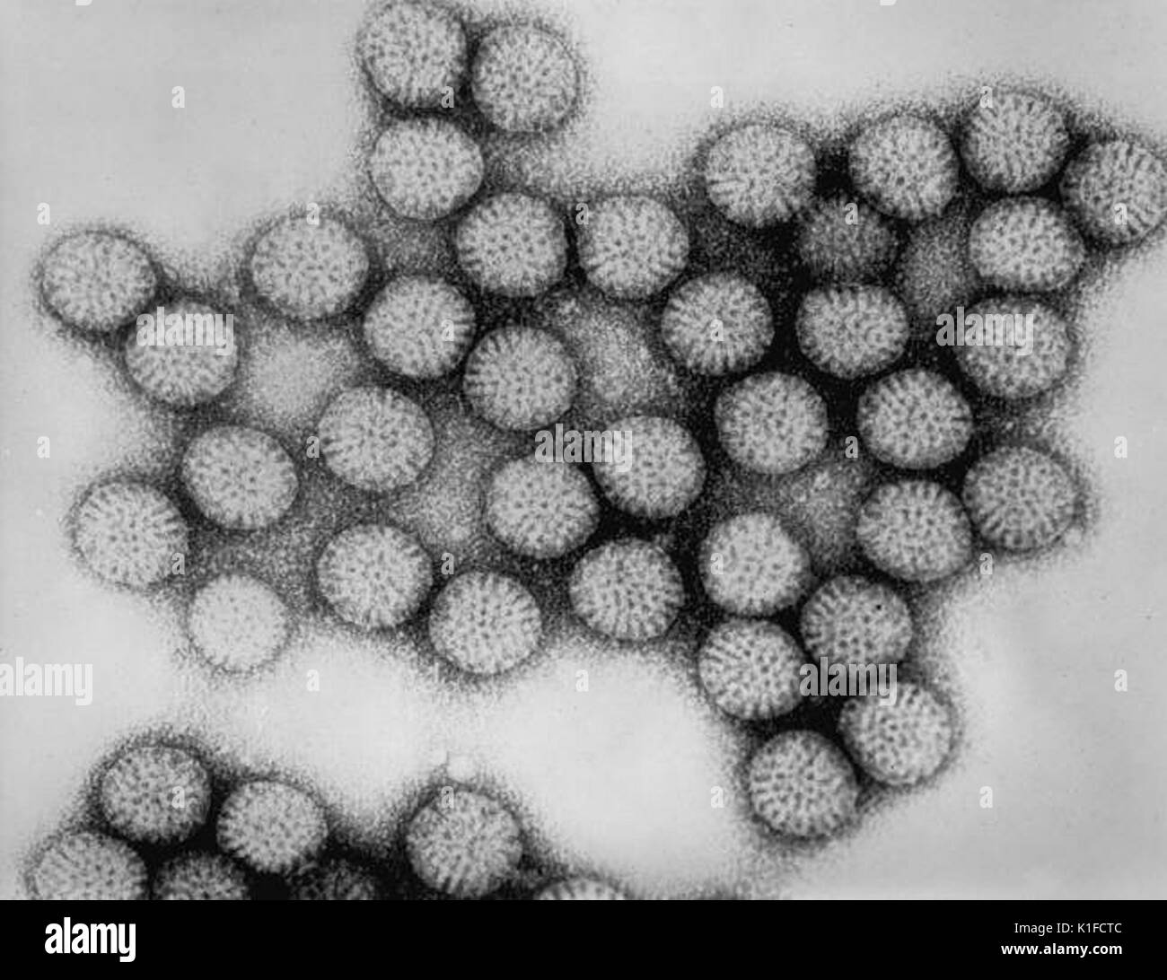 Questo microscopio elettronico a trasmissione (TEM) rappresentati numeri di rotavirus intatto a doppio guscio particelle. Nota distintiva di RIM di capsomeri radiante. Vedere Fil 178 per una versione colorato di questa immagine. Immagine cortesia CDC/Dott. Erskine Palmer, 1981. Foto Stock