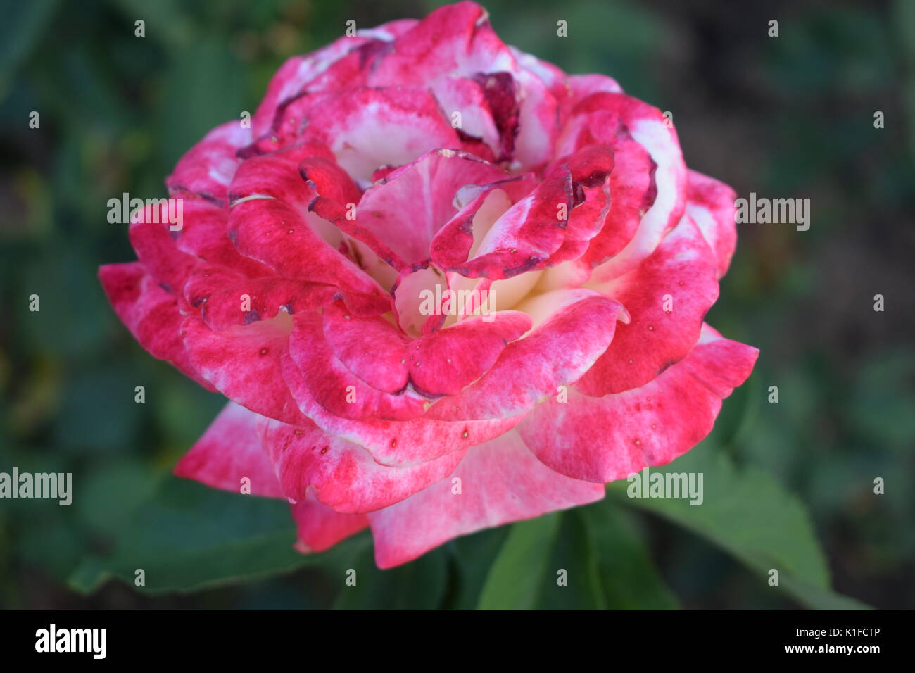 Bella rosa rosa in giardino con foglie verdi sullo sfondo Foto Stock