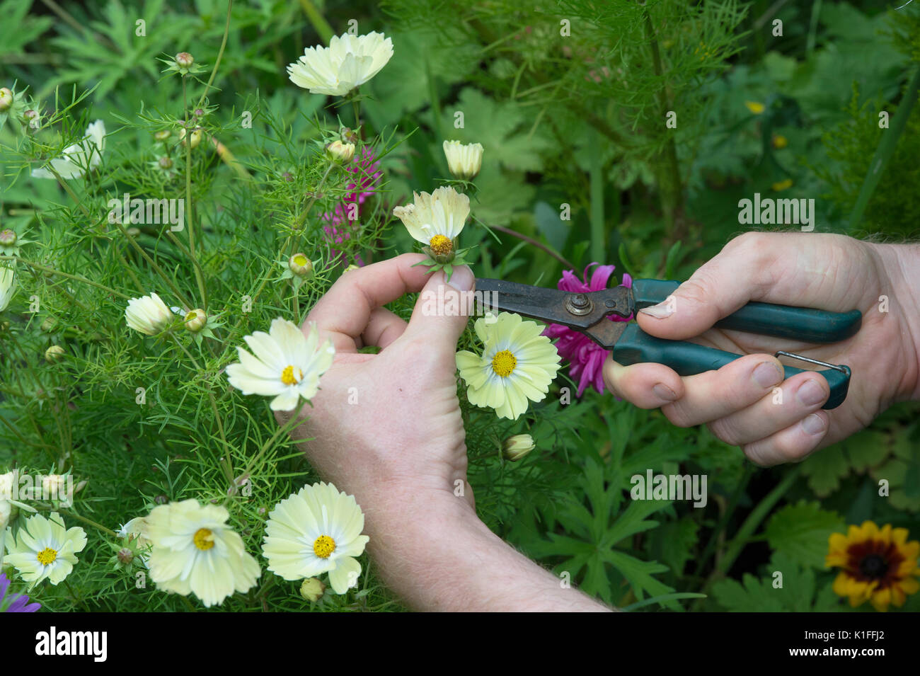 Giardiniere deadheading Cosmos bipinnatus Xanthos fiore con cesoie in un giardino inglese. REGNO UNITO Foto Stock