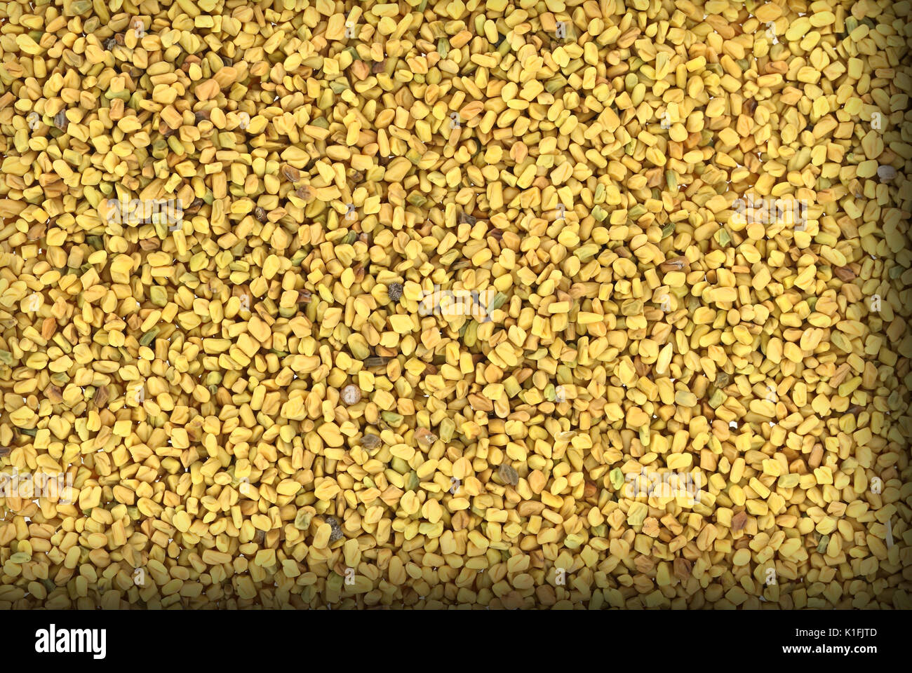 Close up asciugato fieno greco Foto Stock