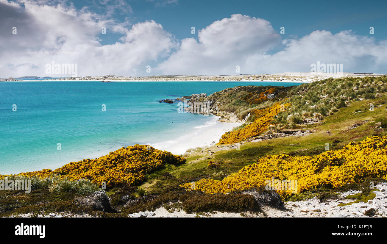 Bel litorale delle isole Falkland. Spiagge di sabbia bianca e acqua turchese del Gypsy Cove, una terra mia zona. Est isola Falkland. Foto Stock