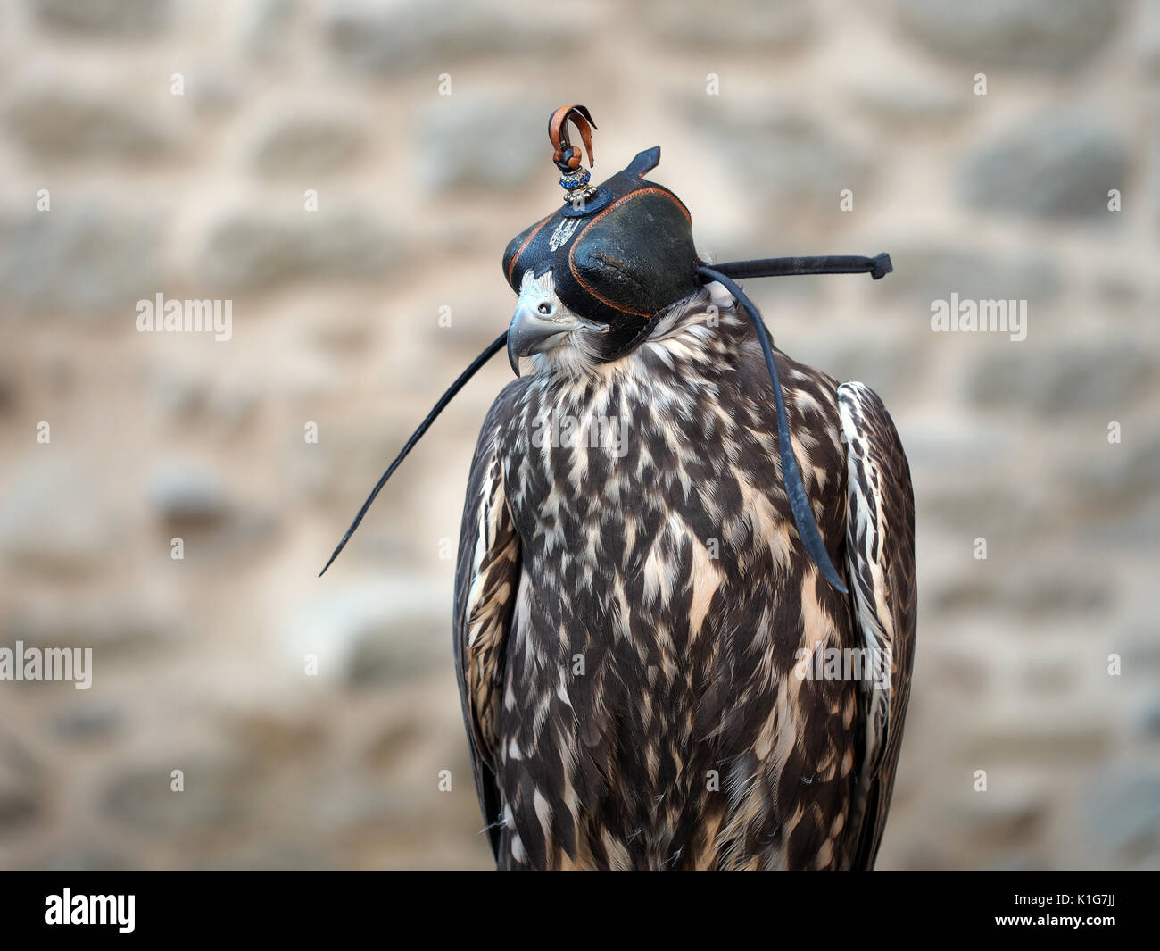 Gli uccelli rapaci nel cofano. La Falconeria. Primo piano. Foto Stock