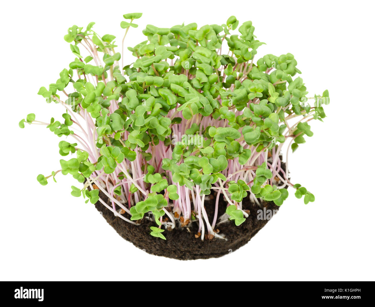 La Cina è aumentato il Ravanello di piantine in potting compost da sopra. I germogli, vegetale, microgreen. Cinese di ravanello invernale con superficie liscia di colore rosa della pelle. Foto Stock
