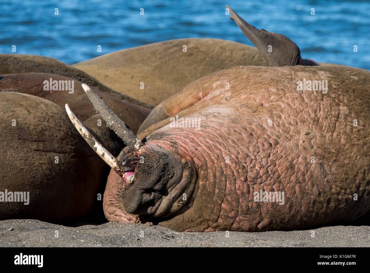 Norvegia Isole Svalbard, a sud le isole Svalbard Riserva Naturale, Edgeoya, Kapp Lee. Piccolo gruppo di trichechi tirata fuori sulla spiaggia remota (WILD: Odobenus roamerus) Foto Stock