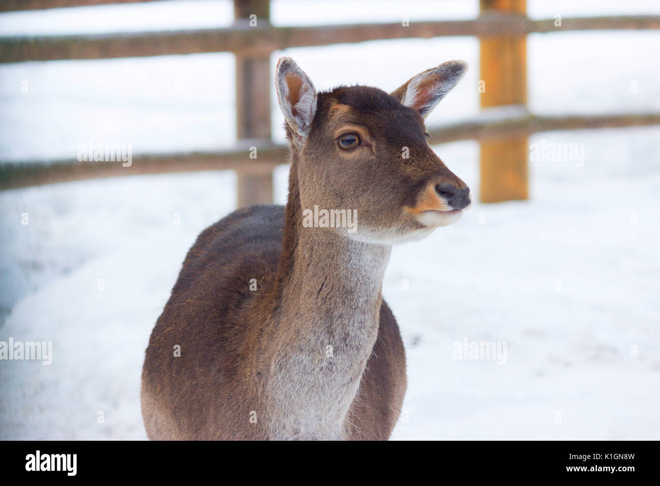 Giovane cervo senza corna in inverno in un zoo Foto Stock