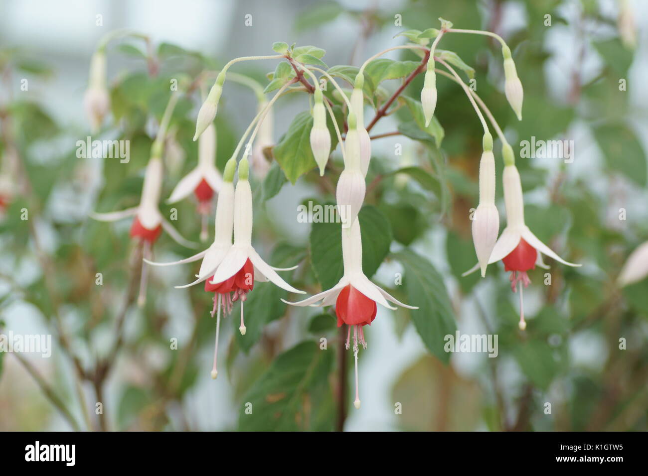 Fuchsia 'Liscivie' unica Foto Stock