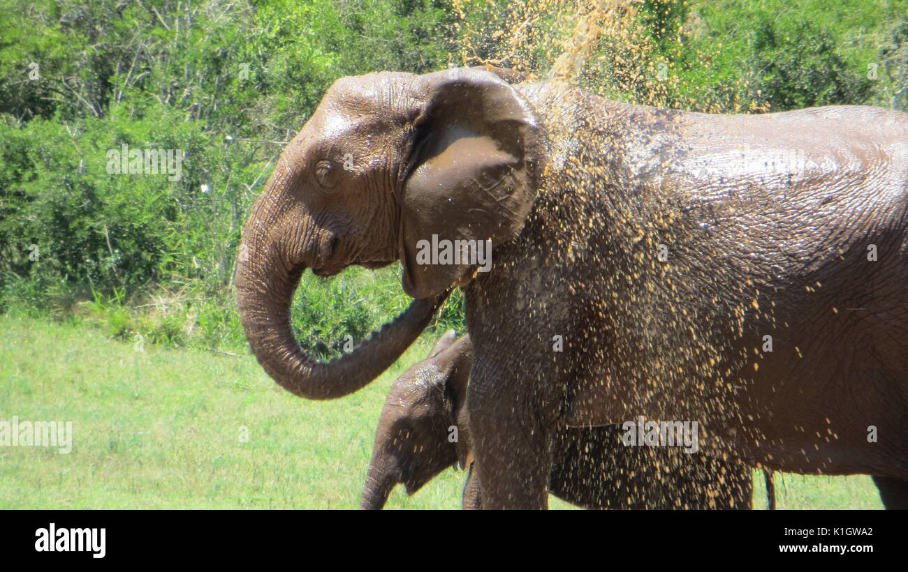 Gli elefanti avente una vasca da bagno, Sud Africa Foto Stock