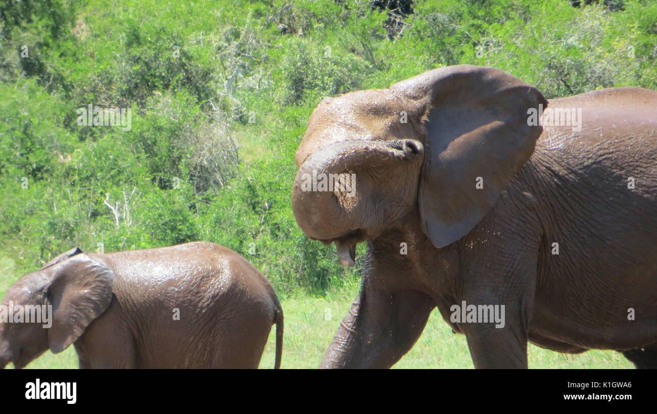 Gli elefanti dopo avere un bagno, Sud Africa Foto Stock