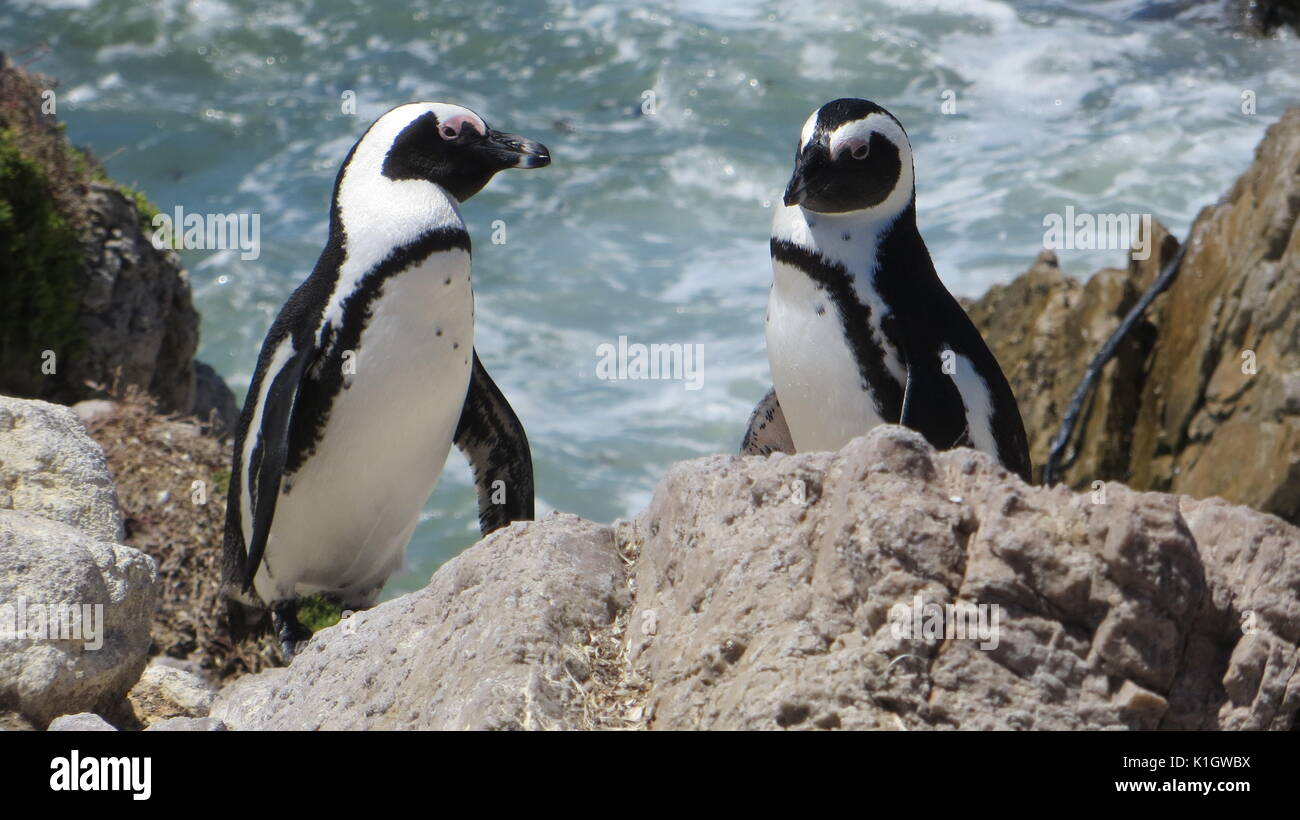 I Penguins africani in Africa australe Foto Stock