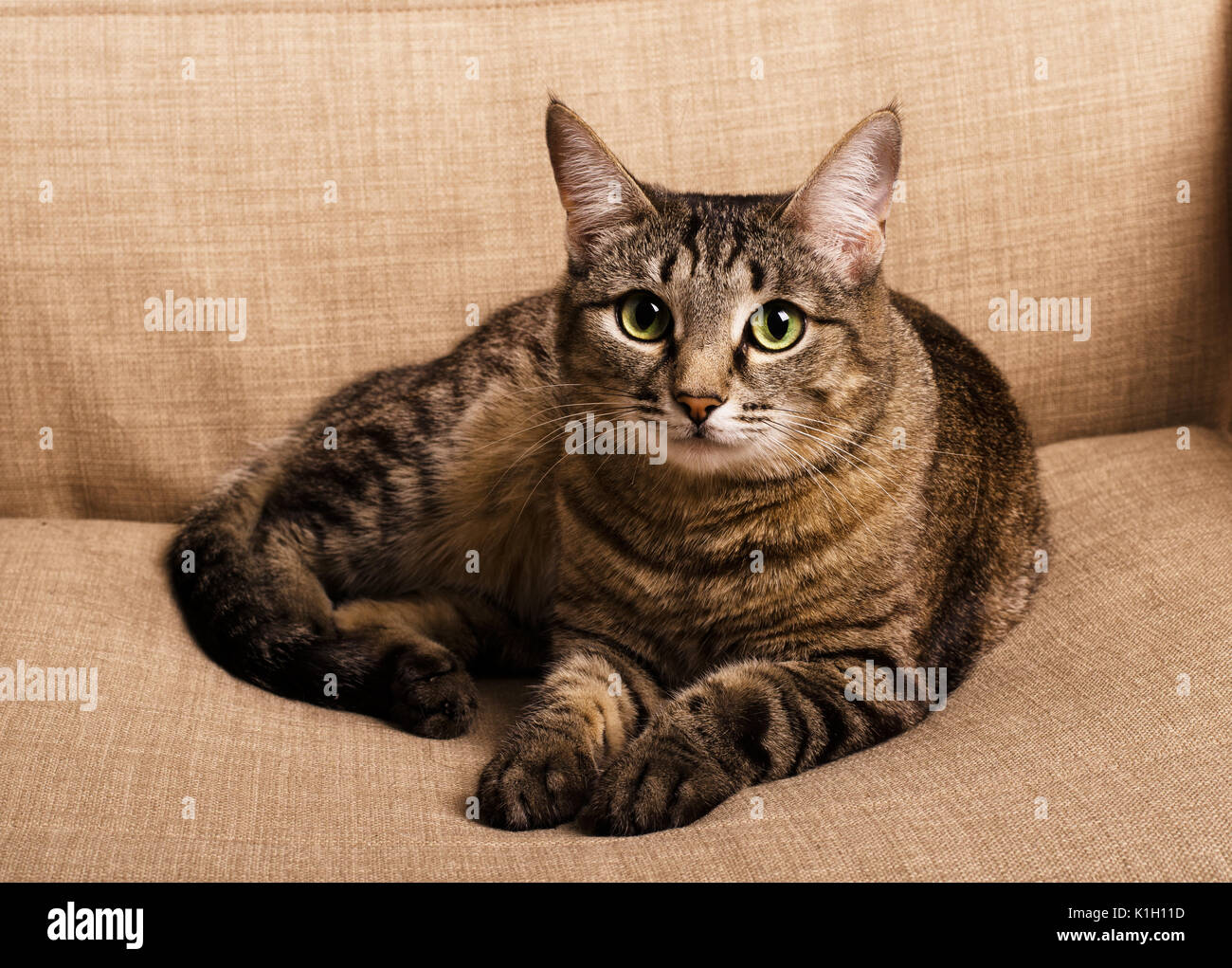Ritratto di green-eyed funky cat su una poltrona marrone Foto Stock