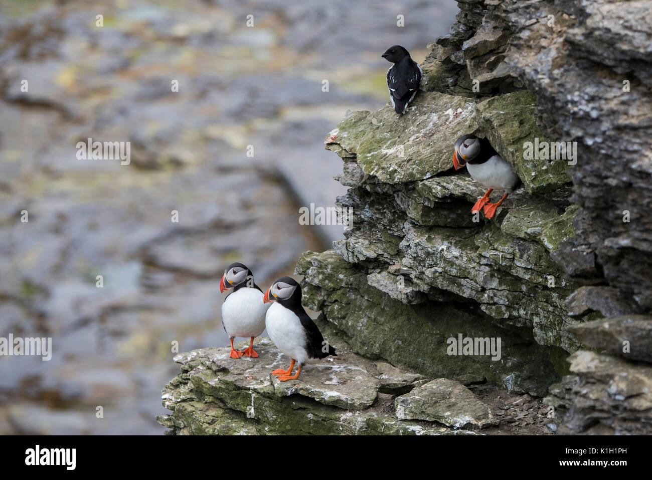 Norvegia, il Mare di Barents, Svalbard, Sud Spitsbergen National Park. Isola di Bear Riserva Naturale aka Bjornoya, Important Bird Area di nidificazione. Atlantic pulcinelle di mare Foto Stock