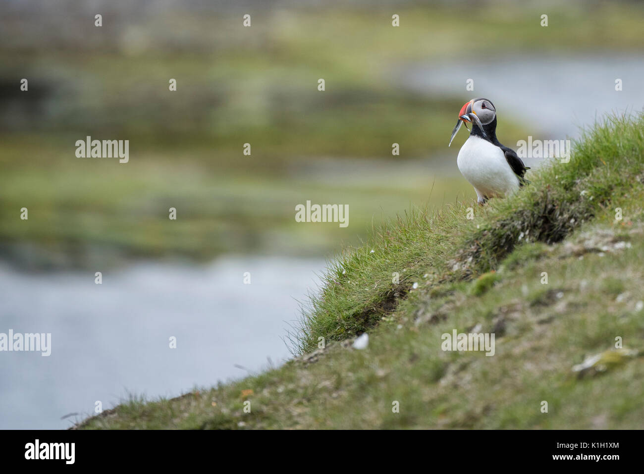 Norvegia, il Mare di Barents, Svalbard, Sud Spitsbergen National Park. Isola di Bear Riserva Naturale aka Bjornoya, Important Bird Area di nidificazione. Atlantic puffin Foto Stock