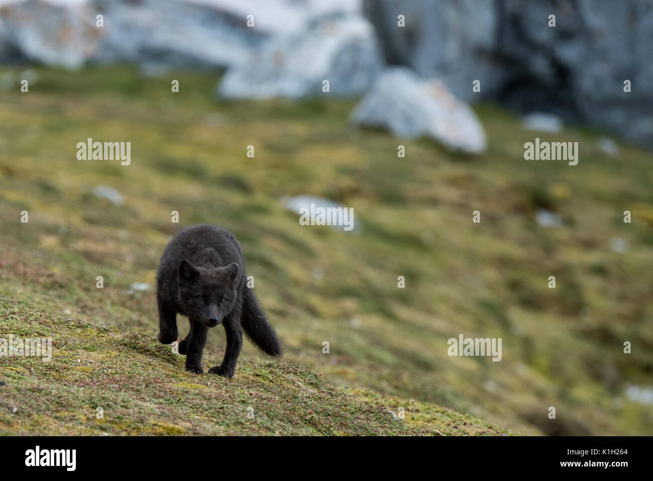 Norvegia Isole Svalbard, Spitsbergen, Hornsund, Gnalodden. Arctic Fox kit (WILD: Vulpes lagapus) con più scuro 'blue morph' colorazione. Foto Stock