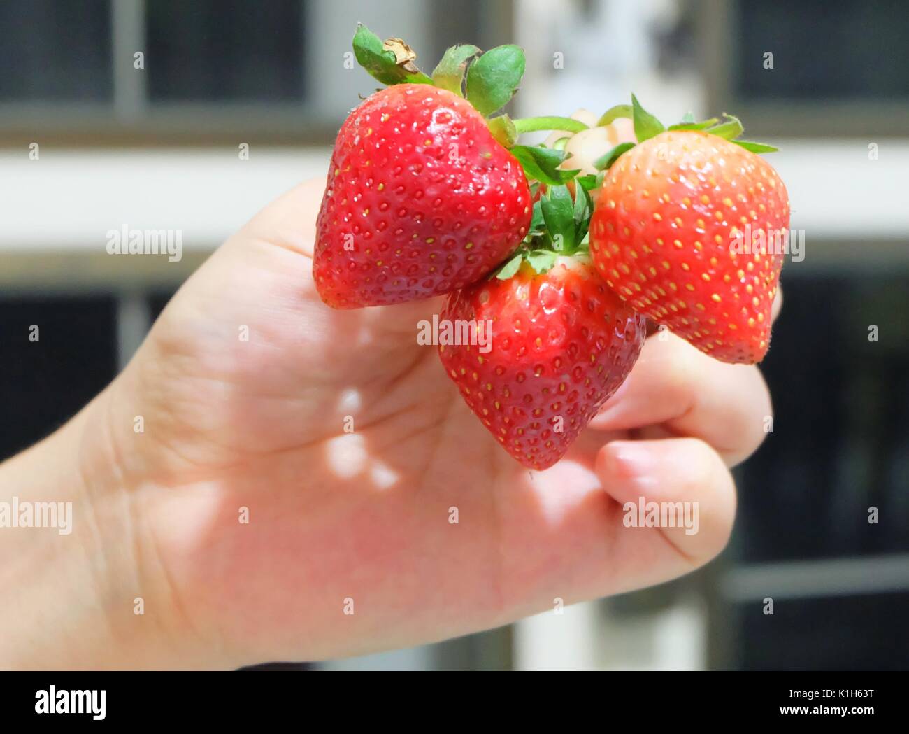 Frutta fresca a mano azienda albero maturo e dolce fragola alto in vitamina C compressa, nutriente essenziale per la vita. Foto Stock